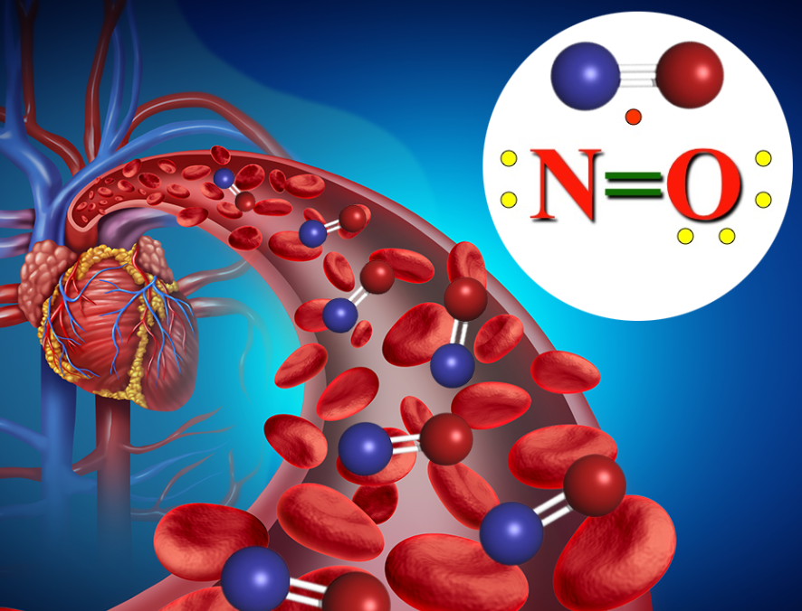 THE ENDOTHELIUM- PART III Nitric Oxide Deficiency- the Missing Link